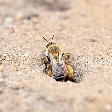 Biene kommt aus ihrem Nest im Sand