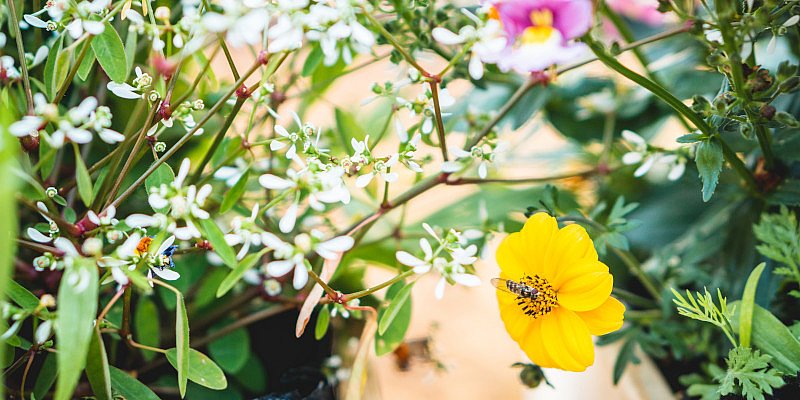 Wildbiene auf einer gelben Blüte