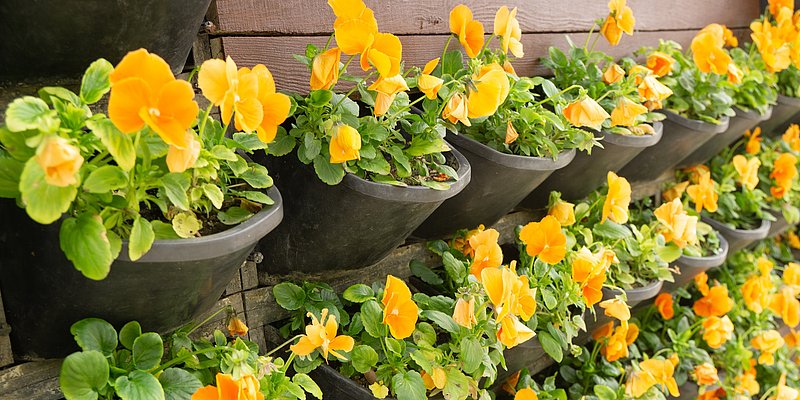 Gelbe Blumen in einem vertikalen Pflanzsystem
