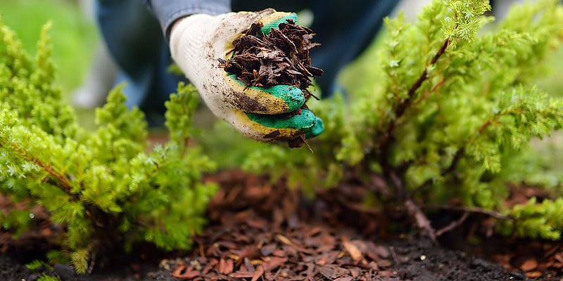 Verteilen von Rindenmulch im Garten