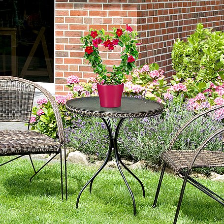 Dipladienherz in einem roten Topf, auf einen Tisch im Garten