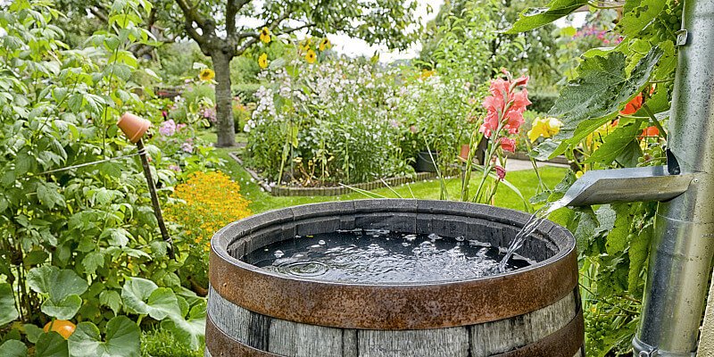 Regenwassertonne in Mitten von grünen Pflanzen und Wiese