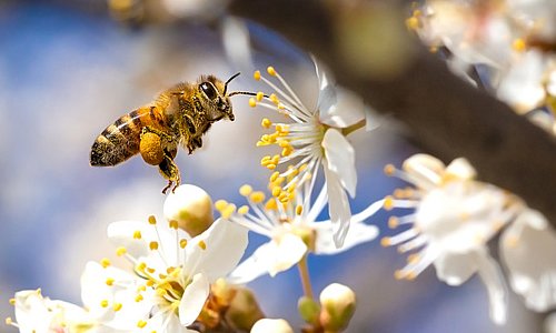 Biene sammelt Pollen von einem weiß-blühenden Obstbaum