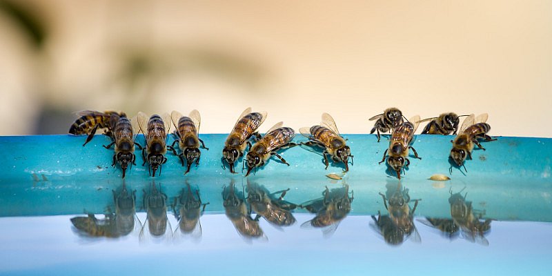 Durstige Bienen trinken aus einer Wasserschale