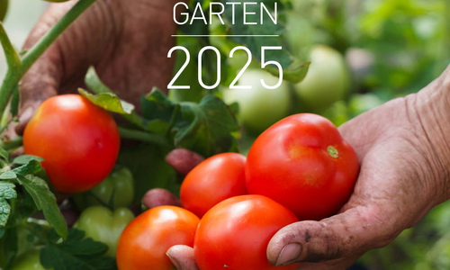 Hand die Erdbeeren hält 