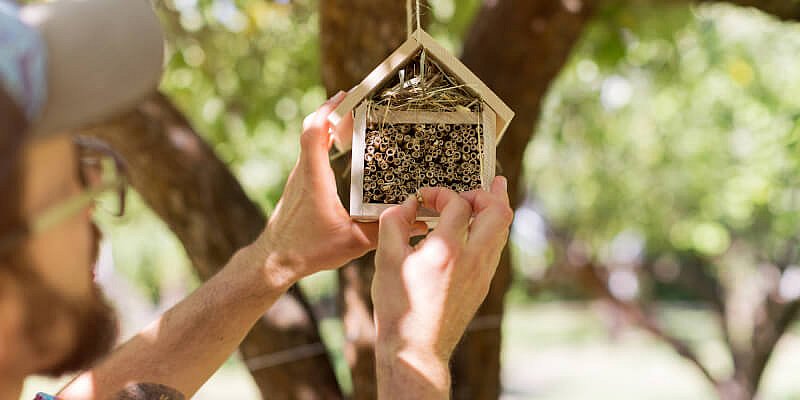 Mann hängt ein kleines Insektenhotel auf