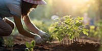 Frau im Garten beim einpflanzen von Setzlingen