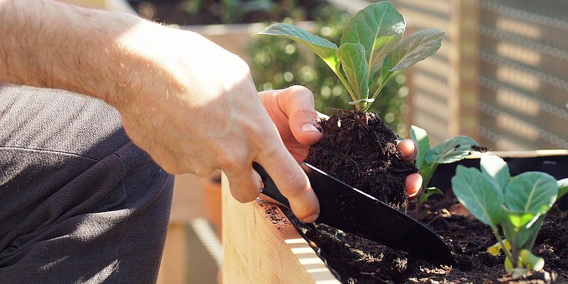 Mann beim Einpflanzen eines Setzlings im Hochbeet am Balkon