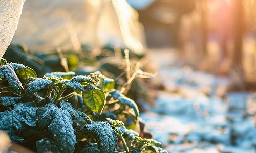 Garten im Herbst mit Frost auf Gemüsebeet