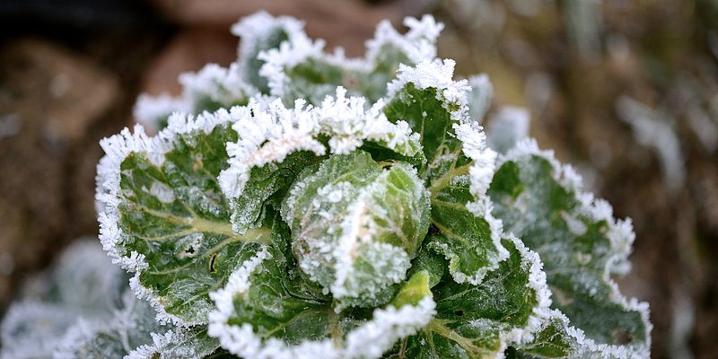 Rosenkohl im Garten mit Frost an den Blättern
