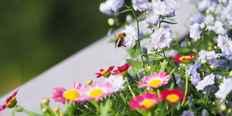 Blumen als Nahrungsquelle für Hummeln und Bienen