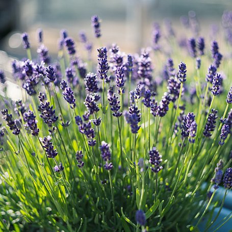 Lavendel