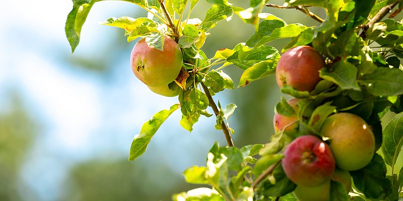 Blühender Apfelbaum mit roten Äpfeln 