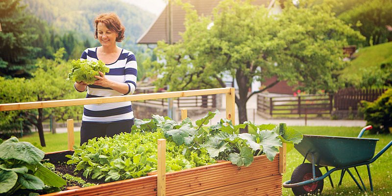 Frau erntet einen Salatkopf aus ihrem Hochbeet