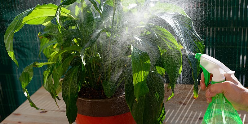 Person besprüht mit einer Wasserflasche eine Pflanze am Balkon