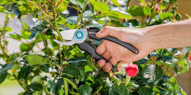 Rosen schneiden mit der Gardena Gartenschere