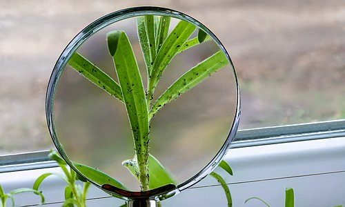 Vergrößerungsglas zeigt eine von Blattläusen befallene Pflanze