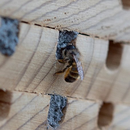 Biene verschließt ihr Nest mit Lehm