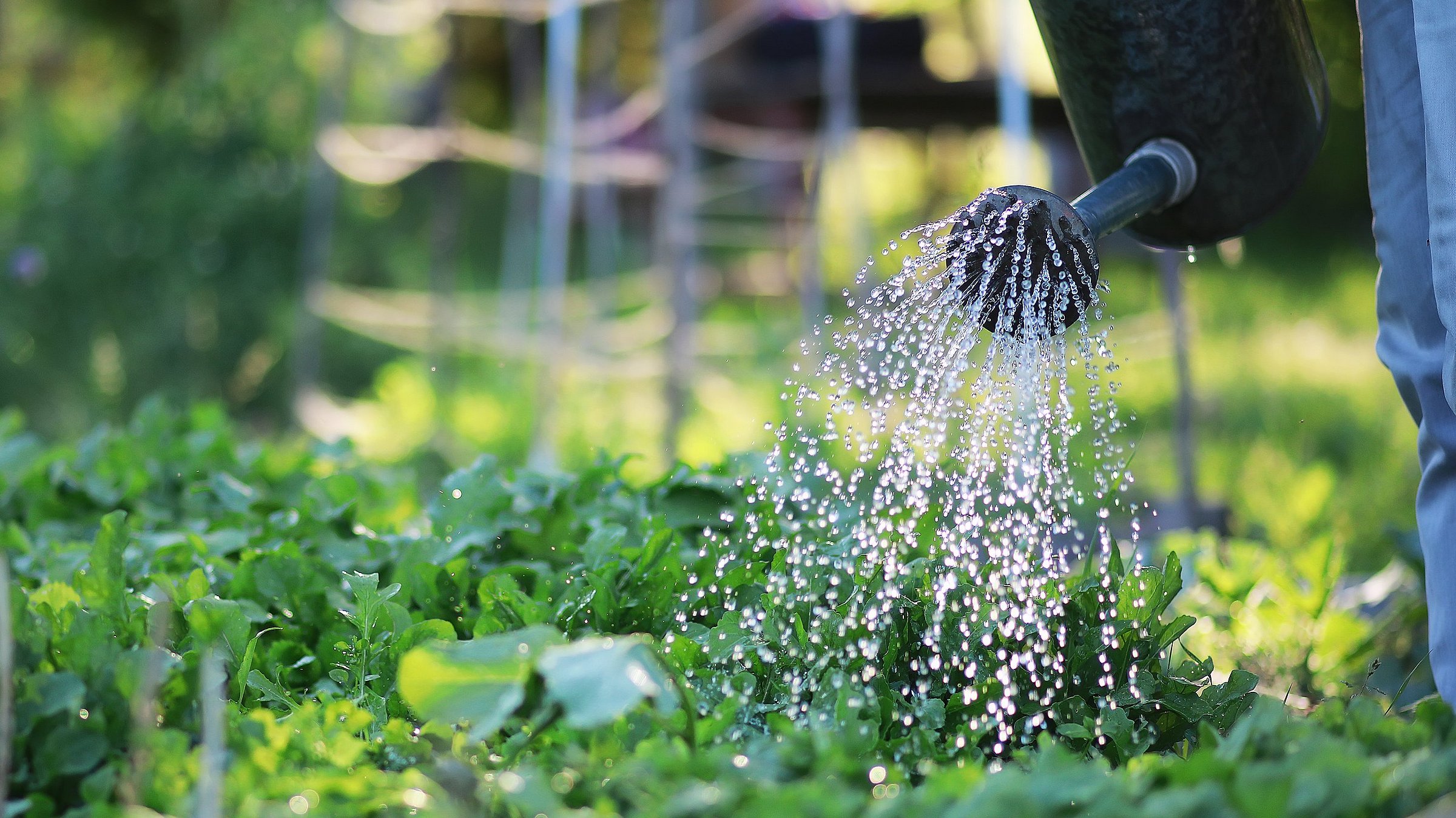 Hochbeetbewässerung mit einer Gießkanne