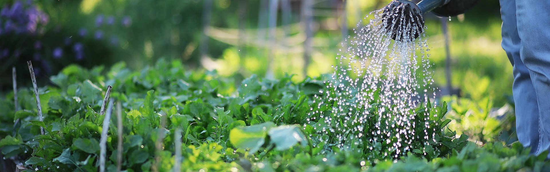 Hochbeetbewässerung mit einer Gießkanne