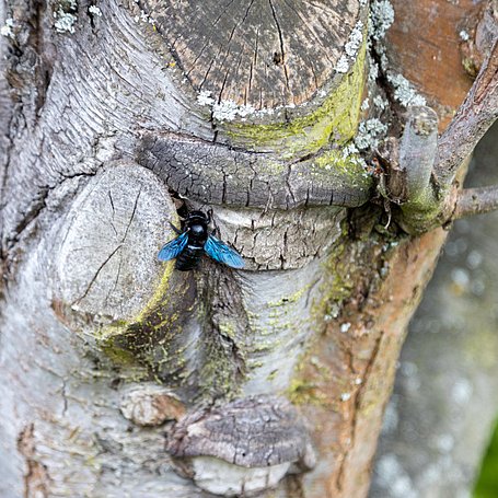 Blaue Wildbiene auf einem Altholz-Stamm