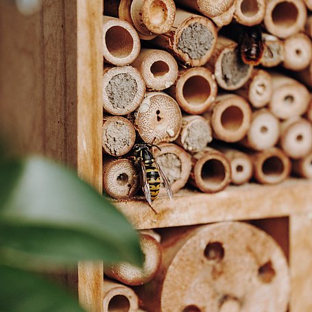 Wespe vor einem Insektenhotel