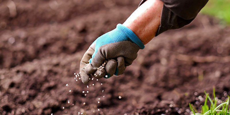 Düngemittel mit Handschuhe ausstreuen