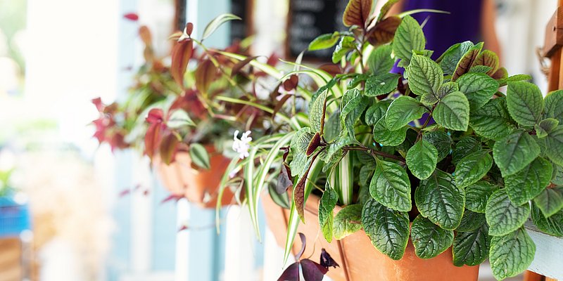 Pflanzkästen hängend am Balkon