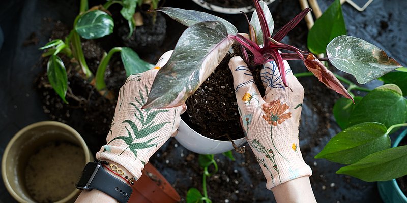 Frau mit bunten Gartenhandschuhen am Einpflanzen einer Grünpflanze