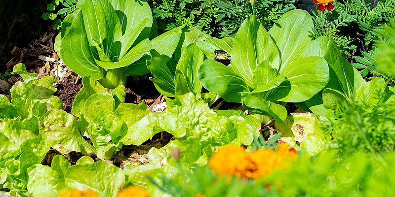 Einblick in ein Gemüse- und Blumenbeet 