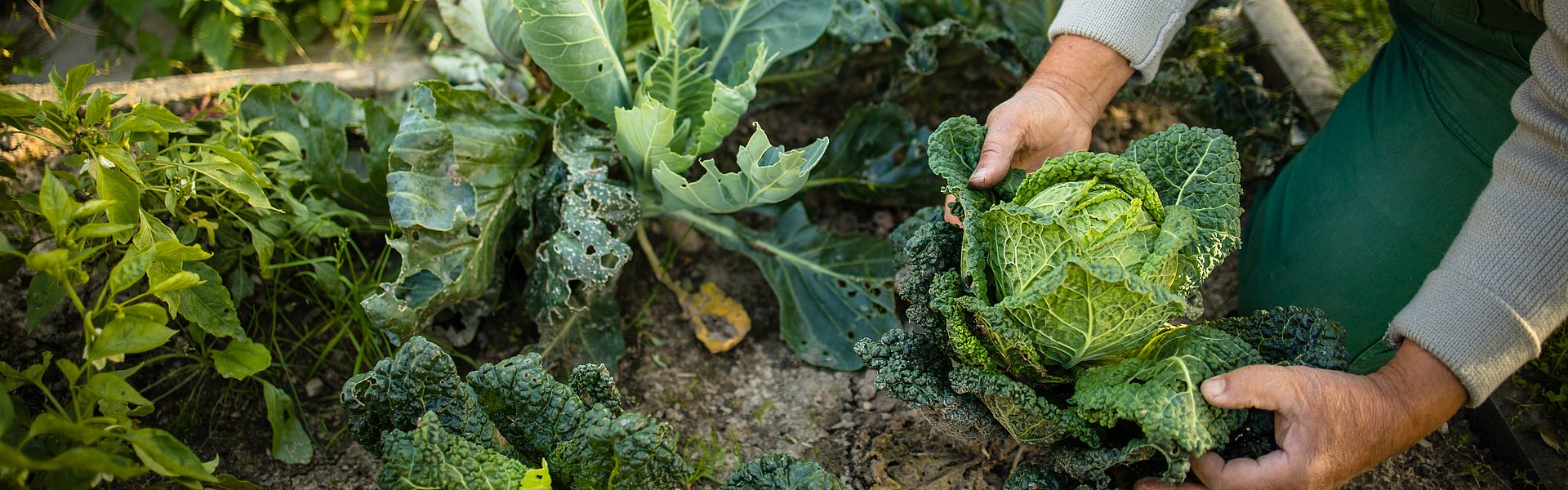 Mann pflanzt in seinem Gemüsebeet einen Salat ein