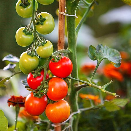 Anzucht von Tomaten aus Samen