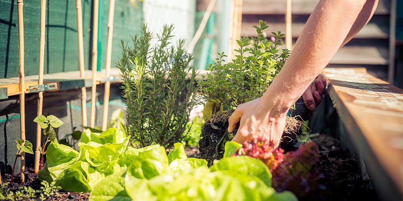 Gemüsepflanzen und Kräuter bunt gemischt in ein Hochbeet pflanzen