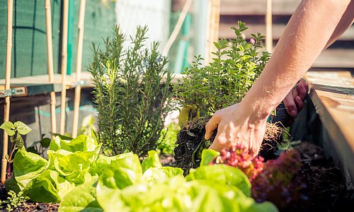 Gemüsepflanzen und Kräuter bunt gemischt in ein Hochbeet pflanzen